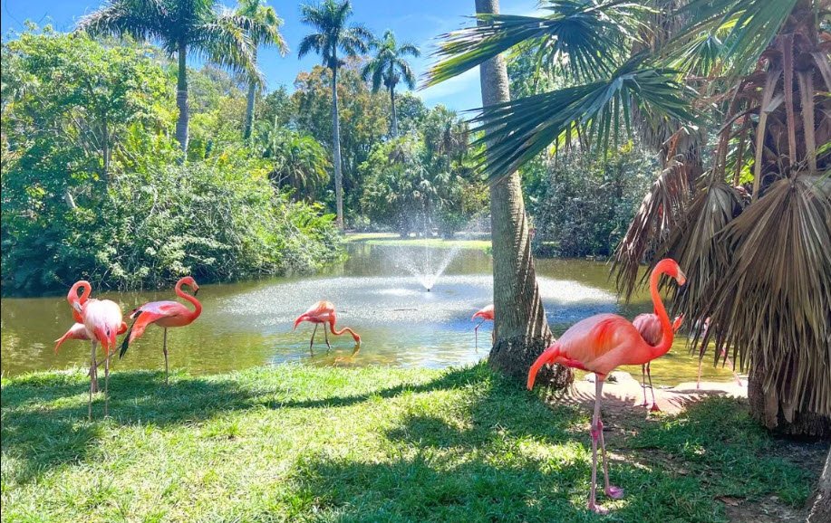 Sarasota Jungle Gardens , United States